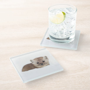 Cutest Baby Animals   Pine Marten Glass Coaster