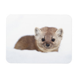 Cutest Baby Animals Pine Marten Magnet