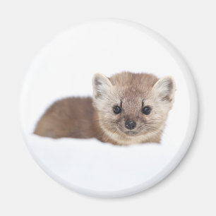 Cutest Baby Animals Pine Marten Magnet