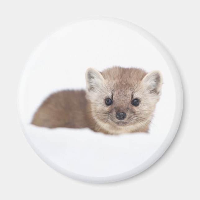 Cutest Baby Animals | Pine Marten Magnet (Front)