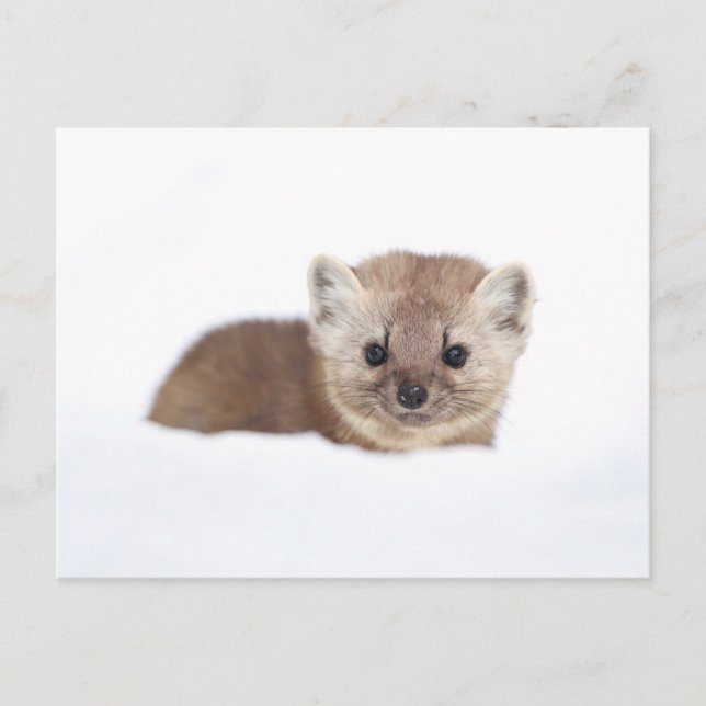 Cutest Baby Animals | Pine Marten Postcard (Front)