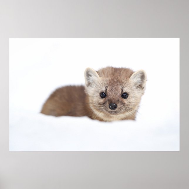 Cutest Baby Animals | Pine Marten Poster (Front)