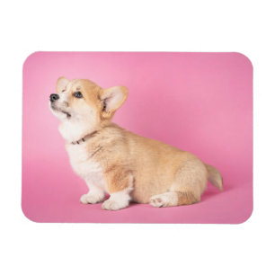 Cutest Baby Animals   Pink Corgi Puppy Magnet