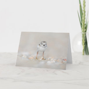 Cutest Baby Animals Piping Plover Chick Card
