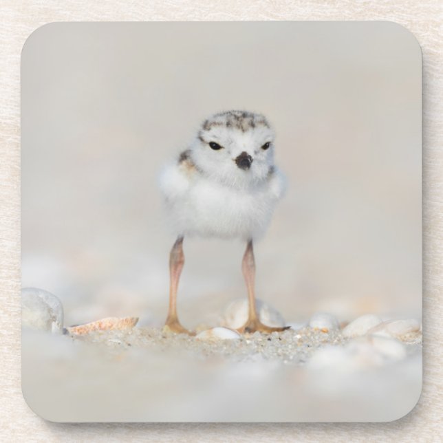 Cutest Baby Animals | Piping Plover Chick Coaster (Front)