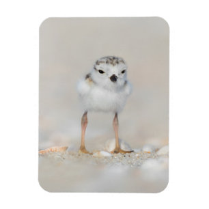 Cutest Baby Animals   Piping Plover Chick Magnet