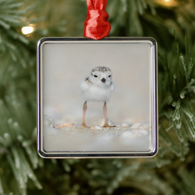 Cutest Baby Animals | Piping Plover Chick Metal Tree Decoration (Tree)