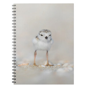 Cutest Baby Animals   Piping Plover Chick Notebook