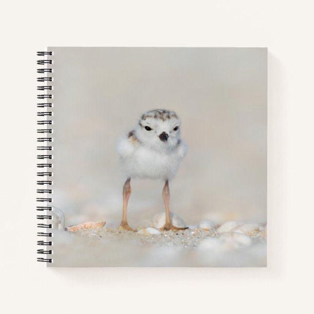 Cutest Baby Animals | Piping Plover Chick Notebook (Front)