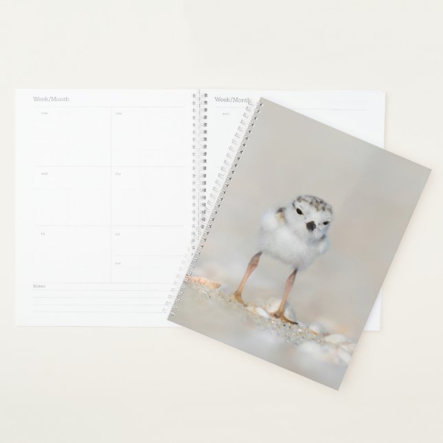 Cutest Baby Animals | Piping Plover Chick Planner (Display)