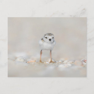 Cutest Baby Animals   Piping Plover Chick Postcard