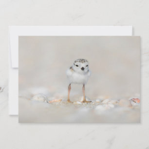 Cutest Baby Animals Piping Plover Chick Thank You Card