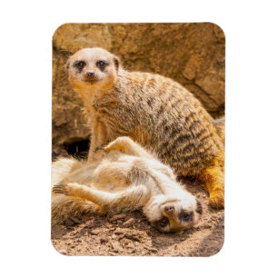 Cutest Baby Animals Playful Meerkats Magnet
