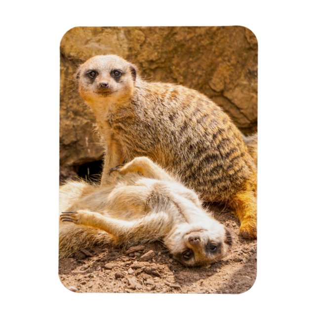 Cutest Baby Animals | Playful Meerkats Magnet (Vertical)