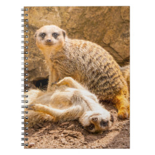 Cutest Baby Animals Playful Meerkats Notebook