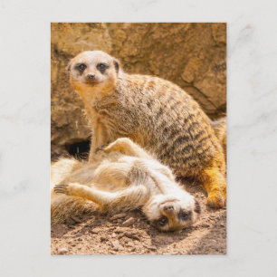 Cutest Baby Animals   Playful Meerkats Postcard