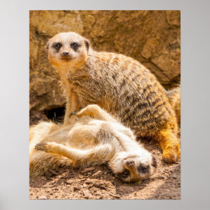 Cutest Baby Animals   Playful Meerkats Poster