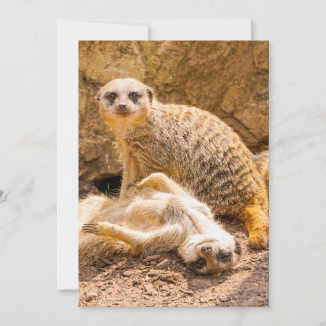 Cutest Baby Animals | Playful Meerkats Thank You Card (Front)