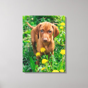 Cutest Baby Animals Pointer Puppy Canvas Print