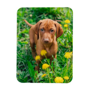 Cutest Baby Animals   Pointer Puppy Magnet