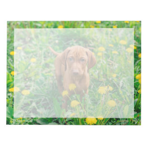 Cutest Baby Animals Pointer Puppy Notepad
