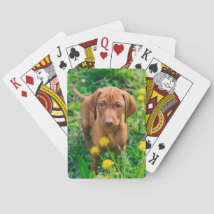 Cutest Baby Animals   Pointer Puppy Playing Cards