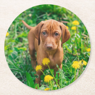 Cutest Baby Animals Pointer Puppy Round Paper Coaster