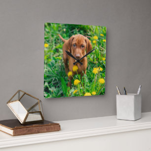 Cutest Baby Animals   Pointer Puppy Square Wall Clock