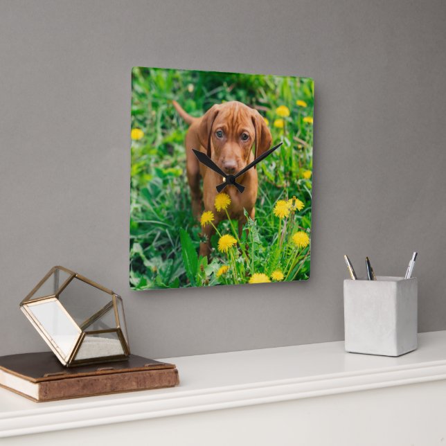 Cutest Baby Animals | Pointer Puppy Square Wall Clock (Office)