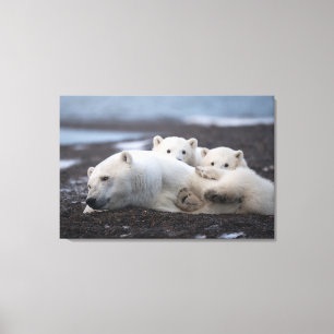 Cutest Baby Animals   Polar Bear Family Alaska Canvas Print