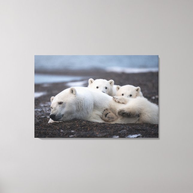 Cutest Baby Animals | Polar Bear Family Alaska Canvas Print (Front)