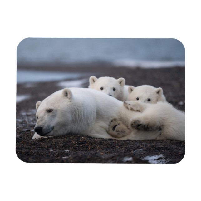 Cutest Baby Animals | Polar Bear Family Alaska Magnet (Horizontal)