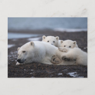 Cutest Baby Animals Polar Bear Family Alaska Postcard