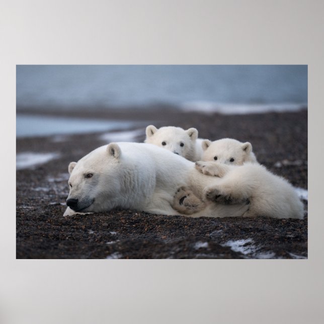 Cutest Baby Animals | Polar Bear Family Alaska Poster (Front)