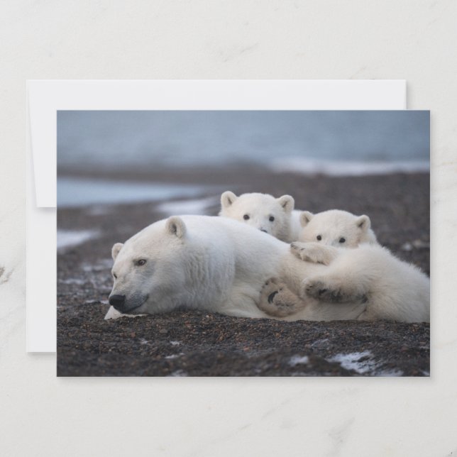 Cutest Baby Animals | Polar Bear Family Alaska Thank You Card (Front)