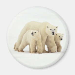 Cutest Baby Animals   Polar Bear Family Magnet