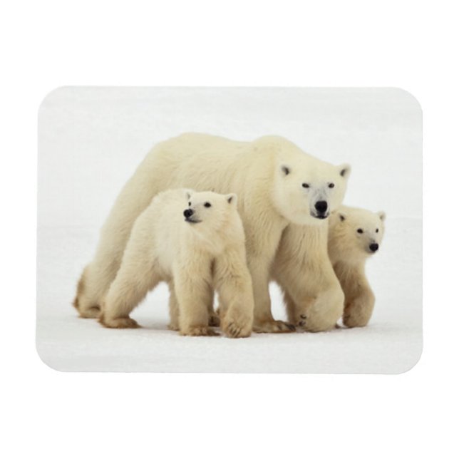 Cutest Baby Animals | Polar Bear Family Magnet (Horizontal)