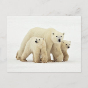 Cutest Baby Animals Polar Bear Family Postcard