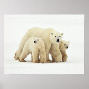 Cutest Baby Animals   Polar Bear Family Poster