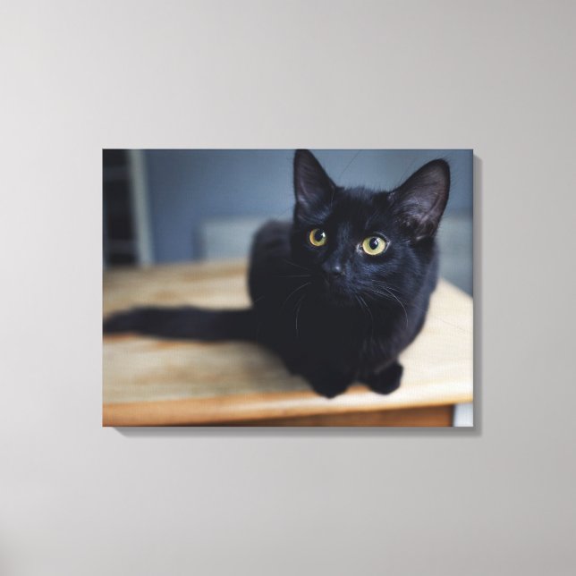 Cutest Baby Animals | Portrait of a Black Cat Canvas Print (Front)