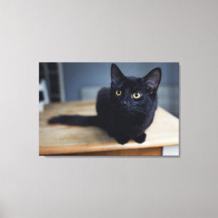 Cutest Baby Animals Portrait of a Black Cat Canvas Print