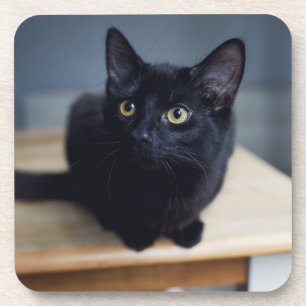 Cutest Baby Animals   Portrait of a Black Cat Coaster