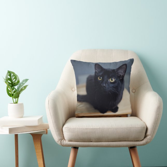 Cutest Baby Animals | Portrait of a Black Cat Cushion (Chair)