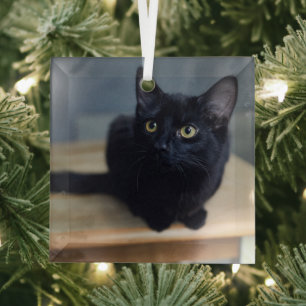 Cutest Baby Animals   Portrait of a Black Cat Glass Tree Decoration