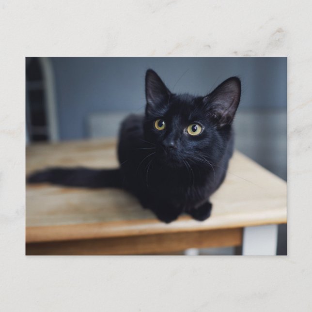 Cutest Baby Animals | Portrait of a Black Cat Postcard (Front)