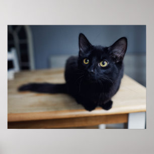 Cutest Baby Animals   Portrait of a Black Cat Poster