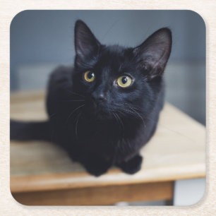 Cutest Baby Animals   Portrait of a Black Cat Square Paper Coaster