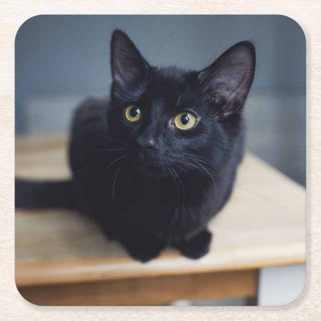 Cutest Baby Animals | Portrait of a Black Cat Square Paper Coaster (Front)
