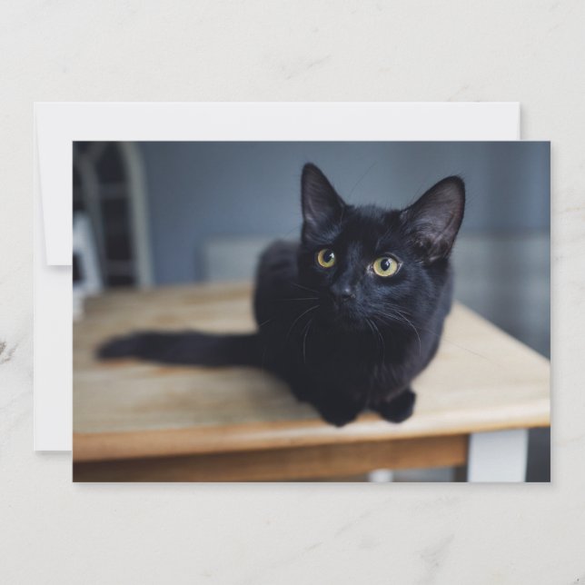 Cutest Baby Animals | Portrait of a Black Cat Thank You Card (Front)