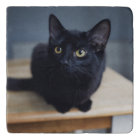 Cutest Baby Animals | Portrait of a Black Cat